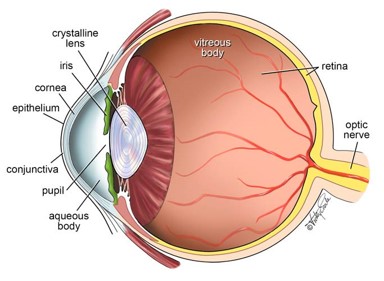 anatomía del ojo humano